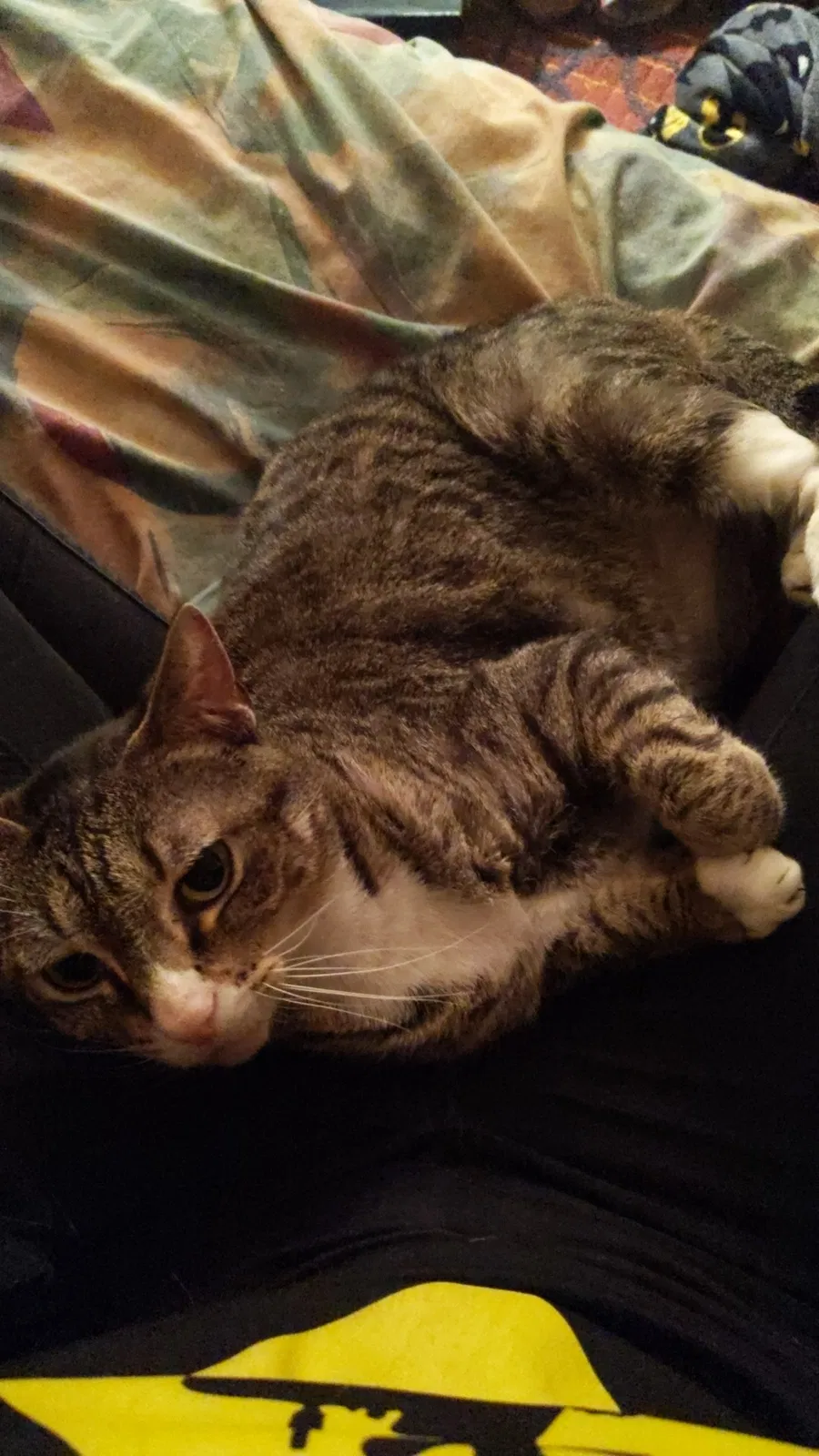 Lost cat in Manchester, NH, 3102