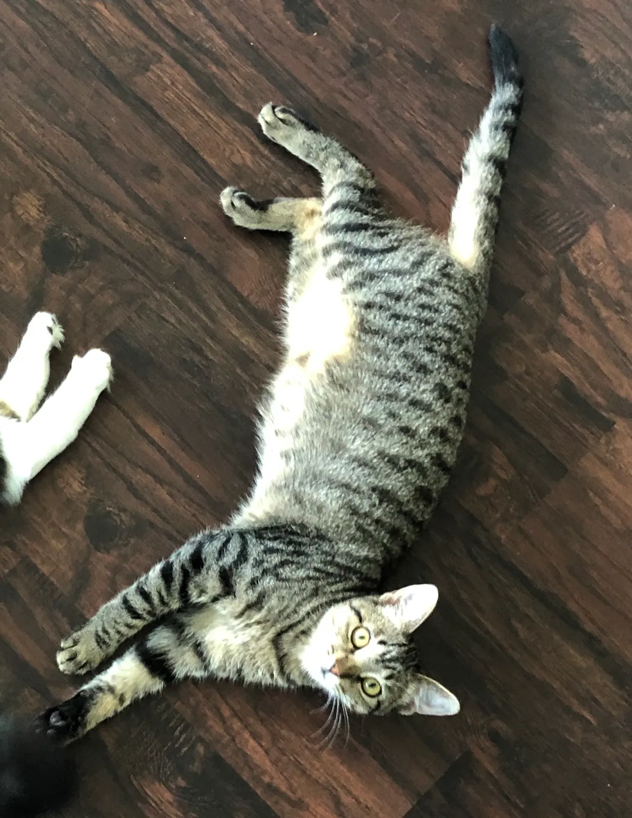 Lost cat in Nederland, TX, 77627