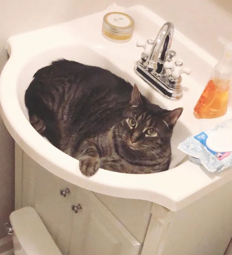 Lost cat in High Point, NC, 27262