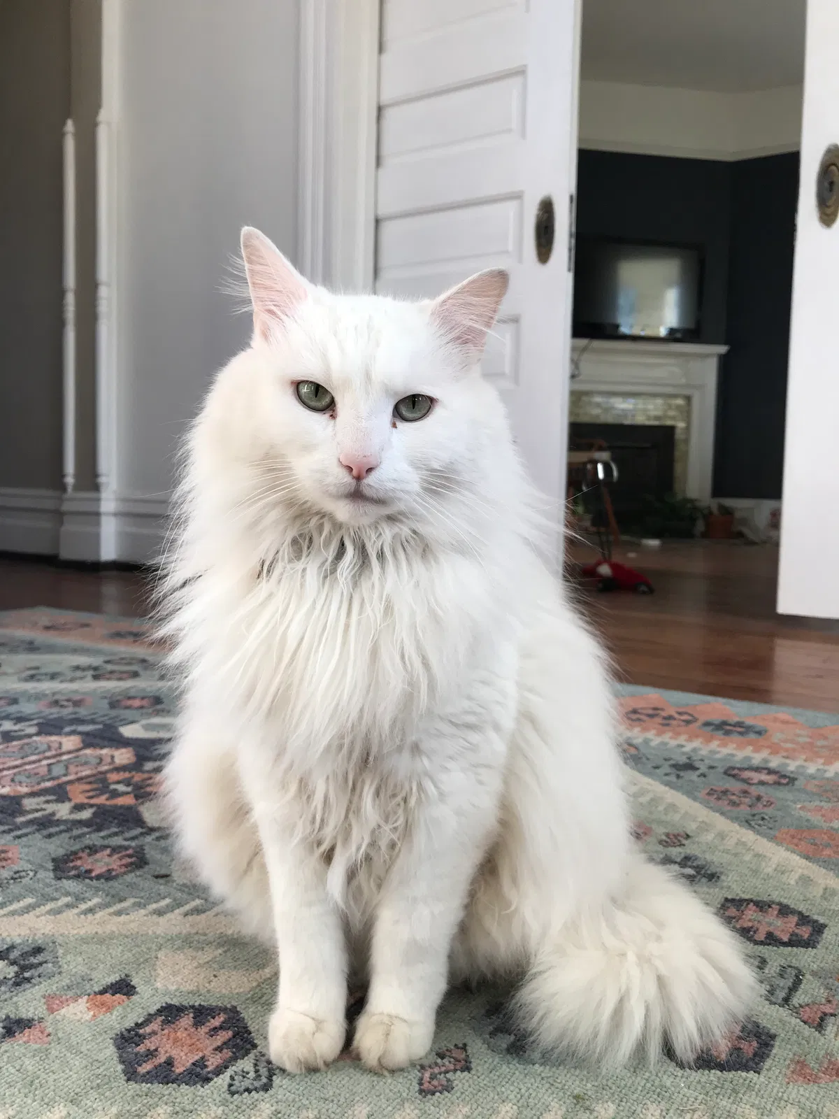 Lost cat in Lynchburg, VA, 24504