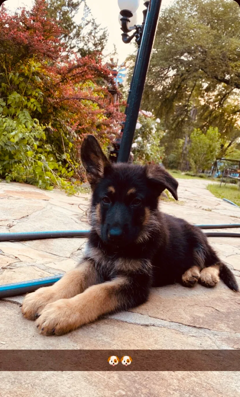 Lost dog in Longview, TX, 75602