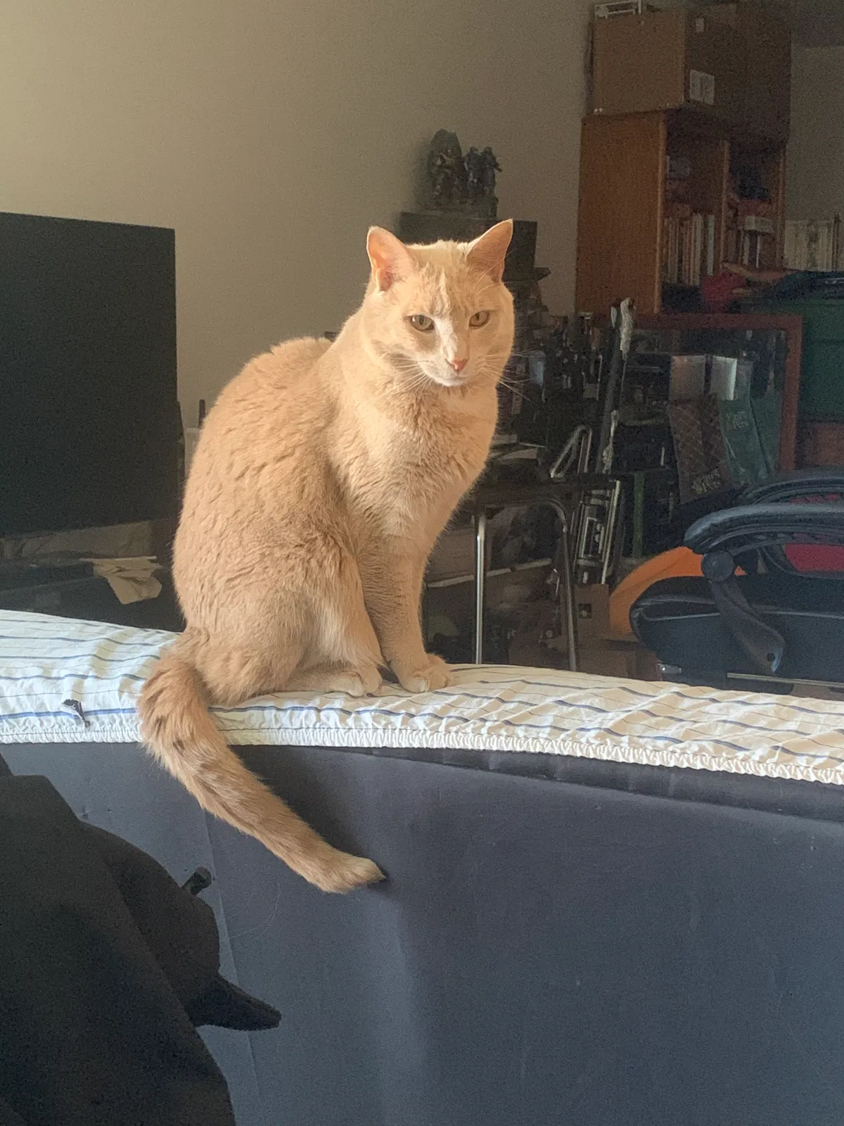 Lost cat in Jefferson, MD, 21755