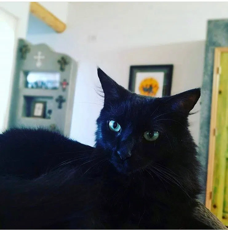 Lost cat in Las Cruces, NM, 88011