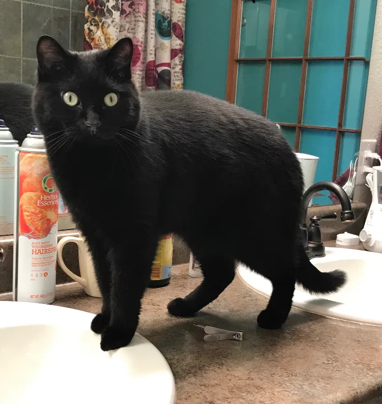 Lost cat in Englewood, CO, 80111
