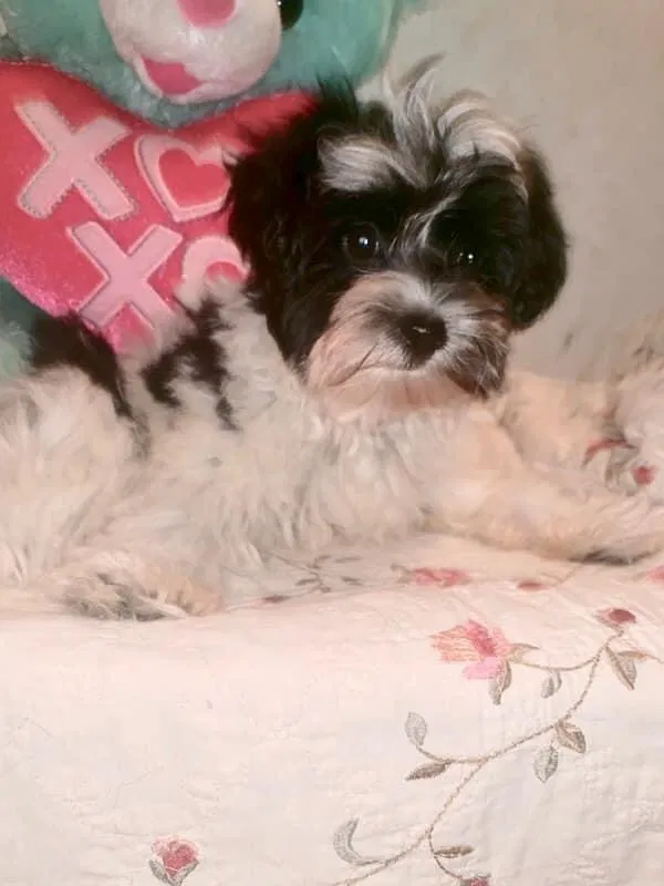 Lost dog in Abilene, TX, 79606