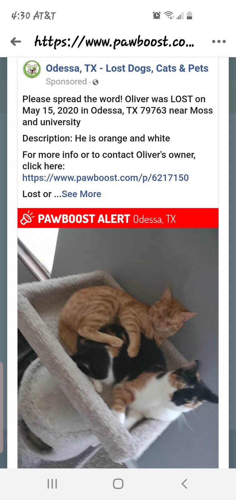 Lost cat in Odessa, TX, 79763