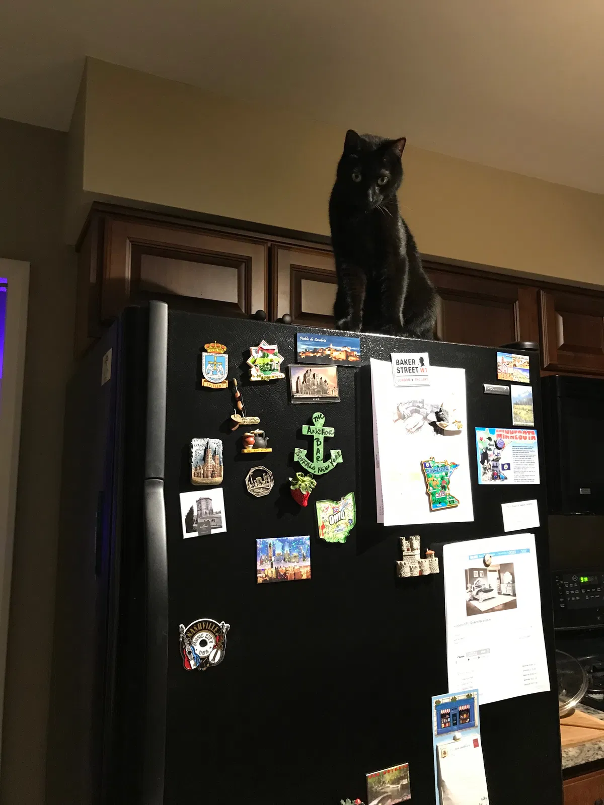 Lost cat in Dundee, IL, 60118