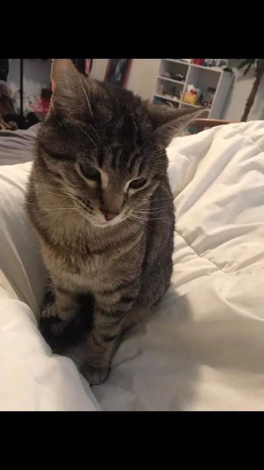 Lost cat in Coeur D Alene, ID, 83815