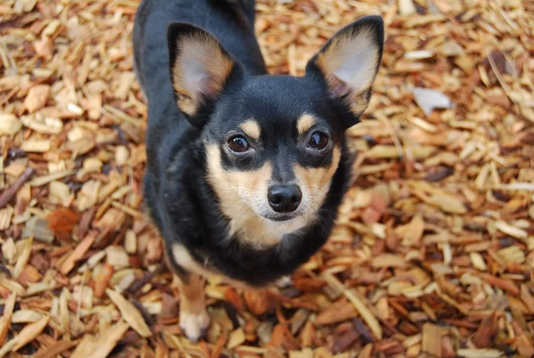 Lost dog in Portland, OR, 97267