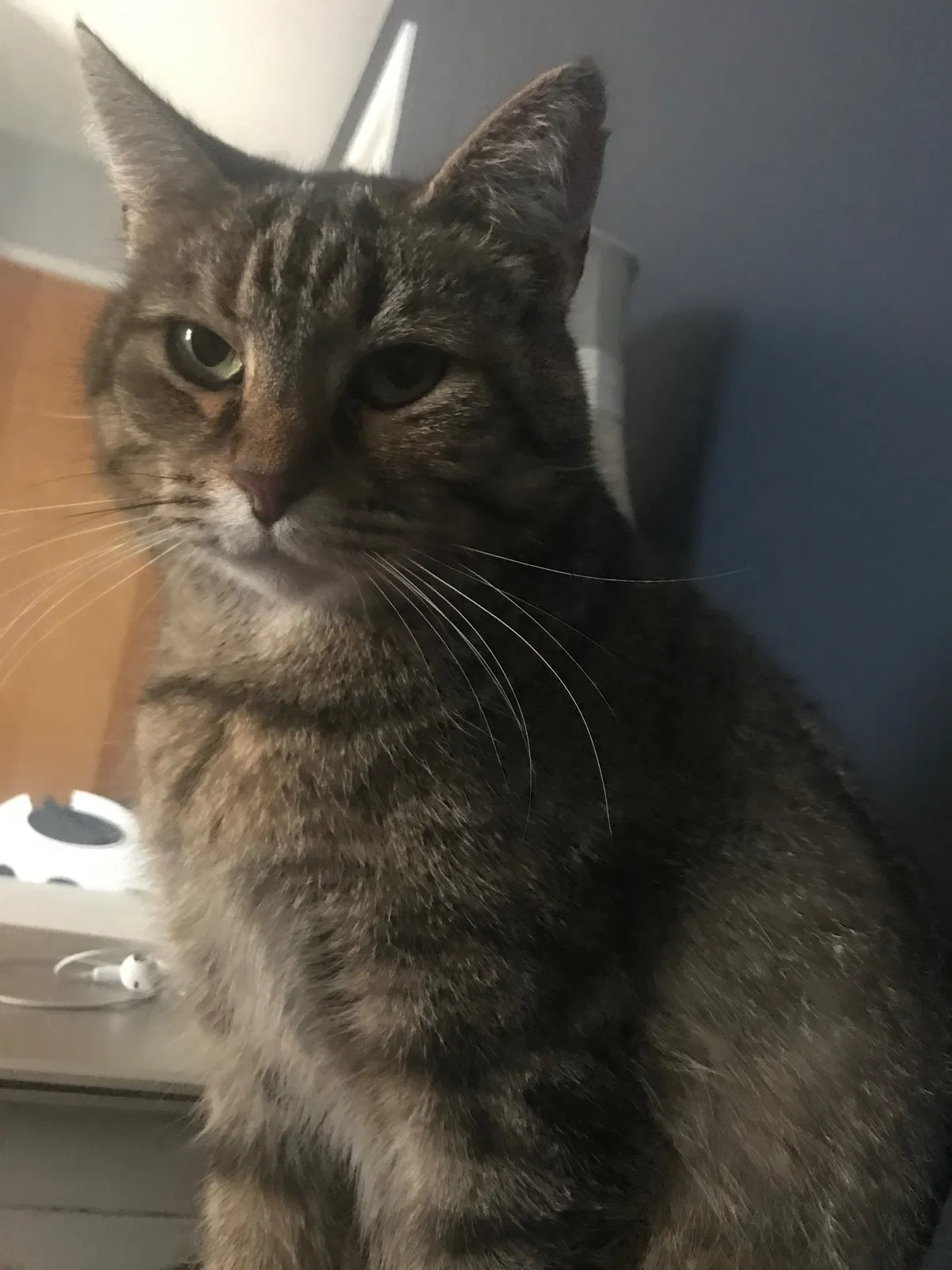 Lost cat in Wapakoneta, OH, 45895