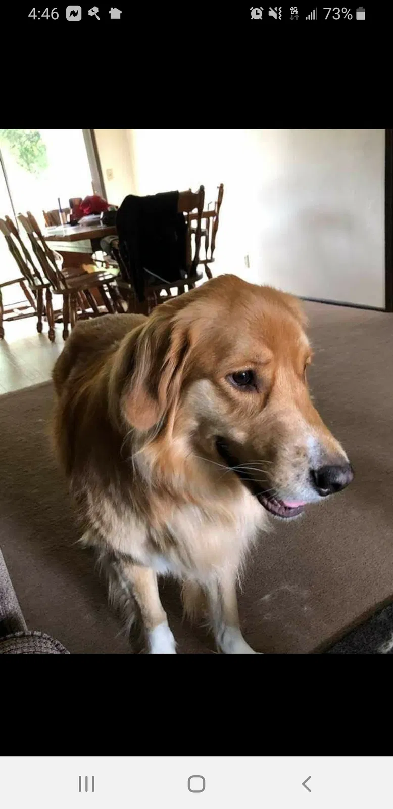 Lost dog in Eugene, OR, 97404