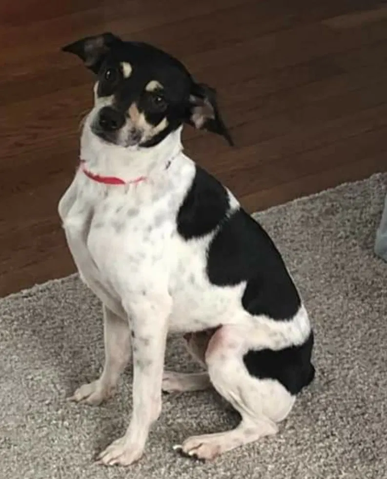 Lost dog in Mosinee, WI, 54455
