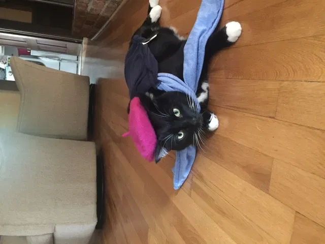 Lost cat in Atlanta, GA, 30350