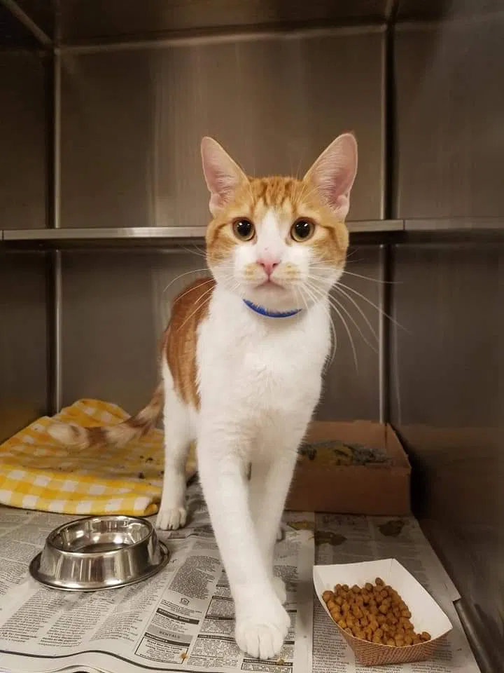 Lost cat in Pearland, TX, 77581