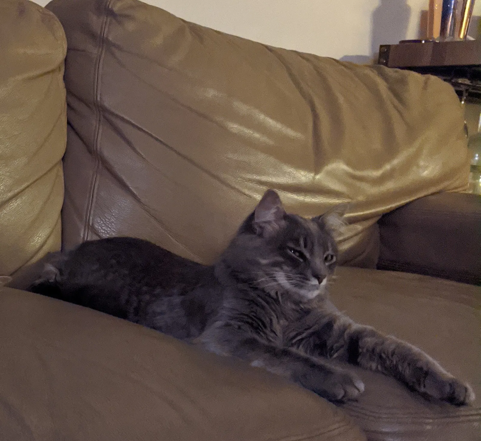 Lost cat in Huntington Beach, CA, 92646