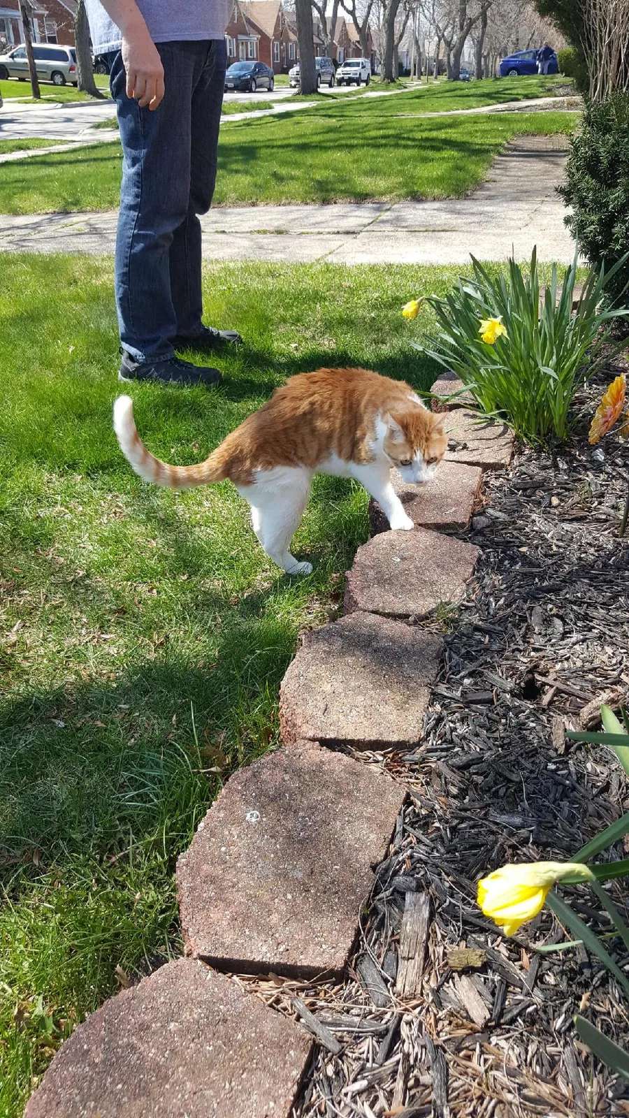 Lost cat in Cleveland, OH, 44144