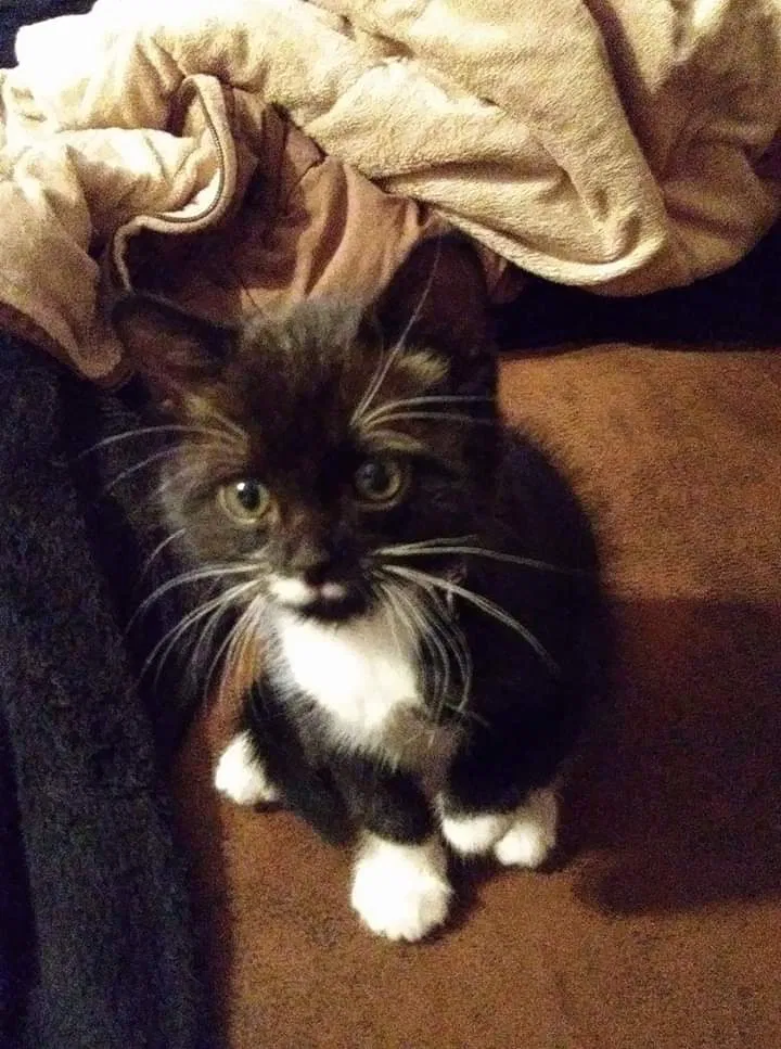 Lost cat in Pearland, TX, 77581