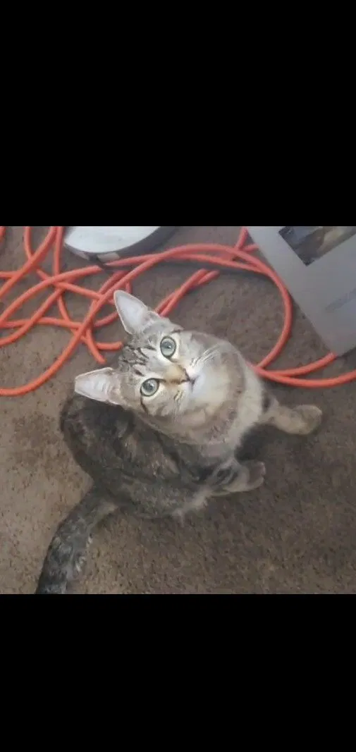 Lost cat in Unknown, MI, 49187