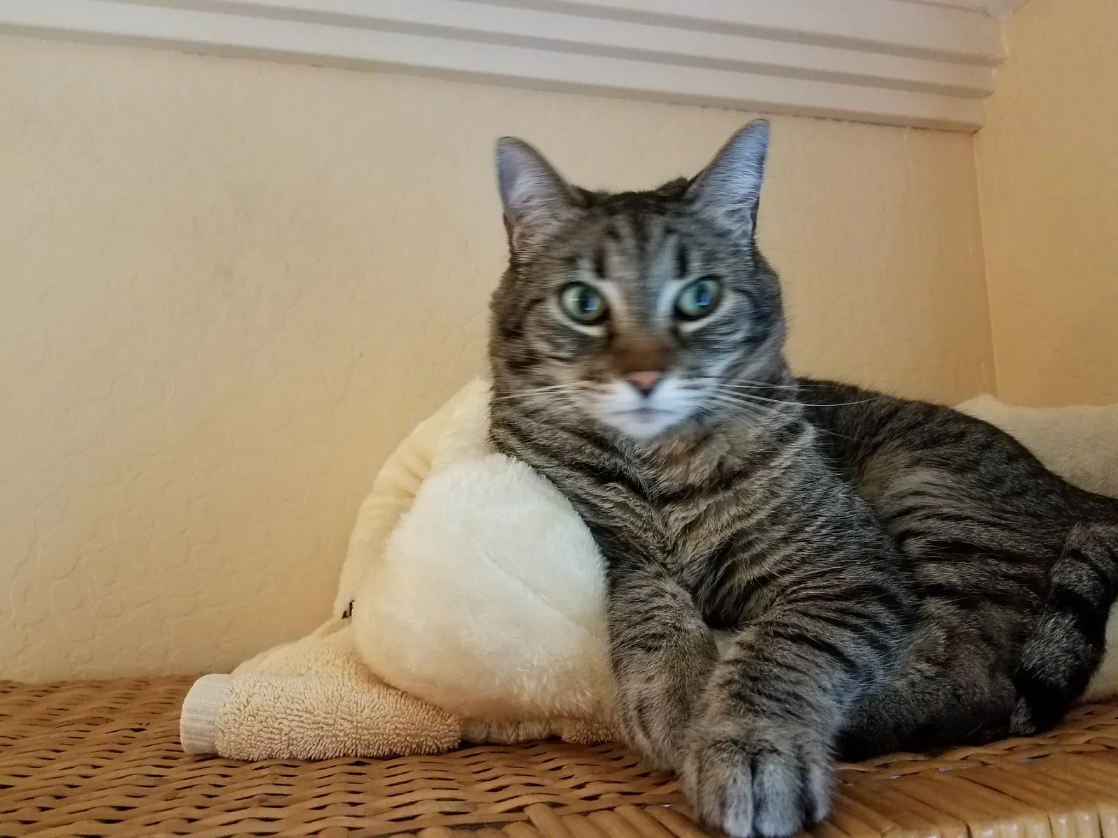 Lost cat in Los Gatos, CA, 95033