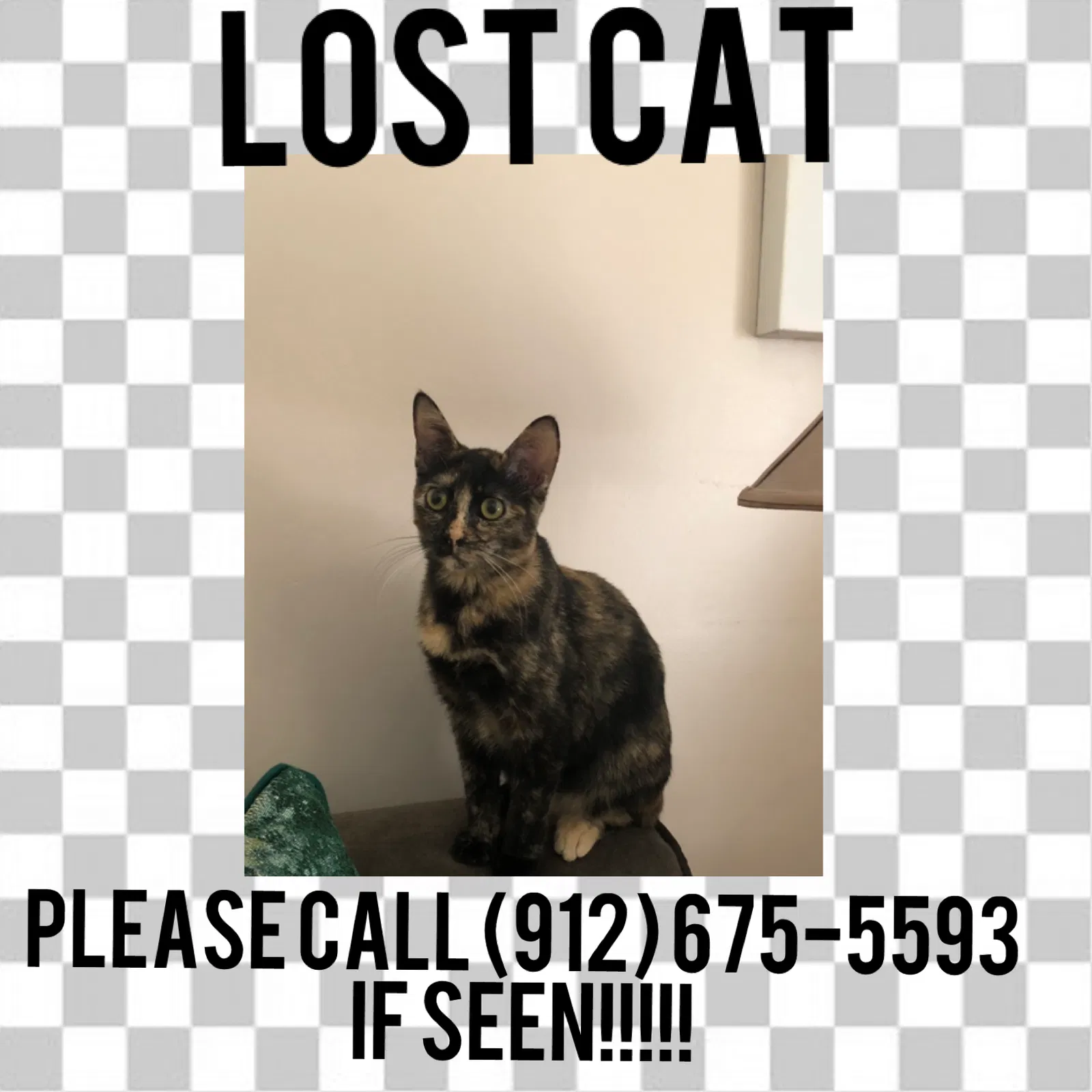 Lost cat in Richmond Hill, GA, 31324