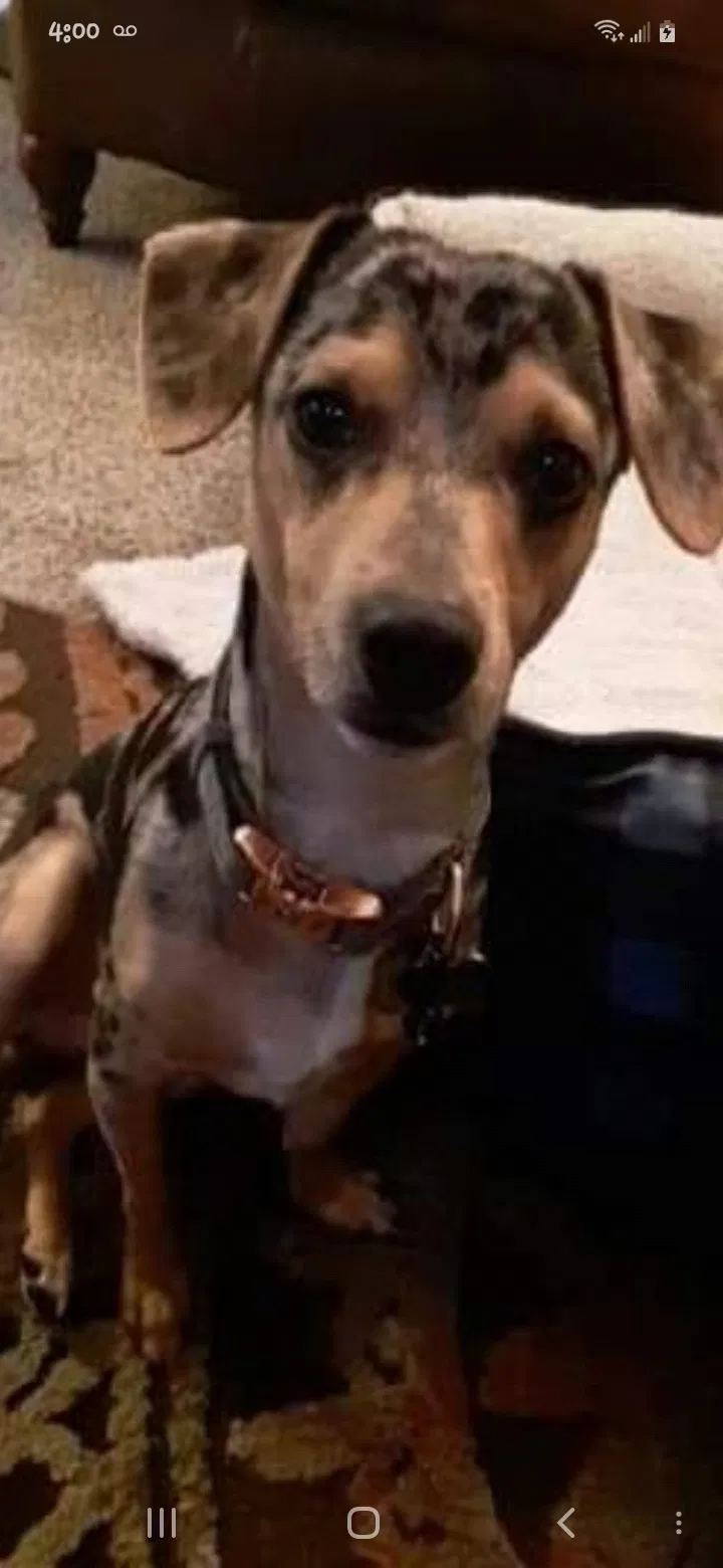 Lost dog in Houston, TX, 77064