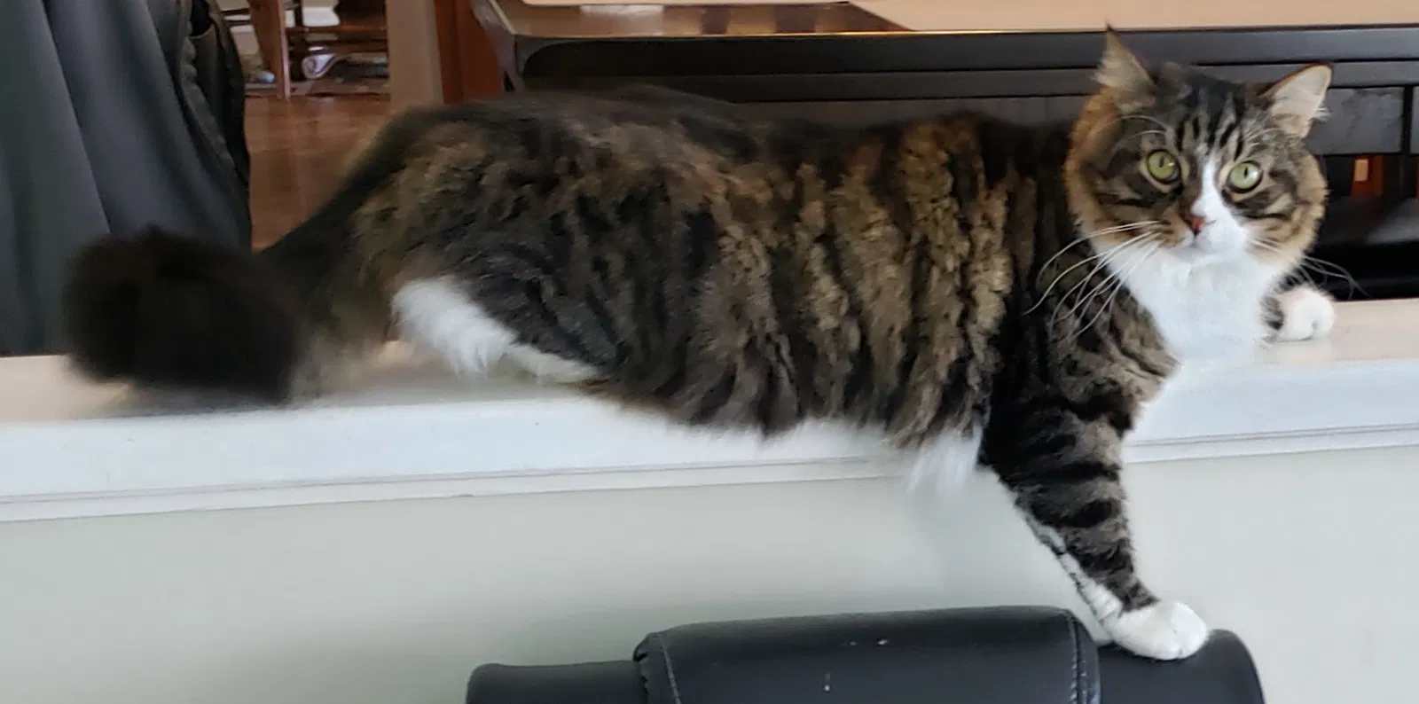 Lost cat in Orange, CA, 92867
