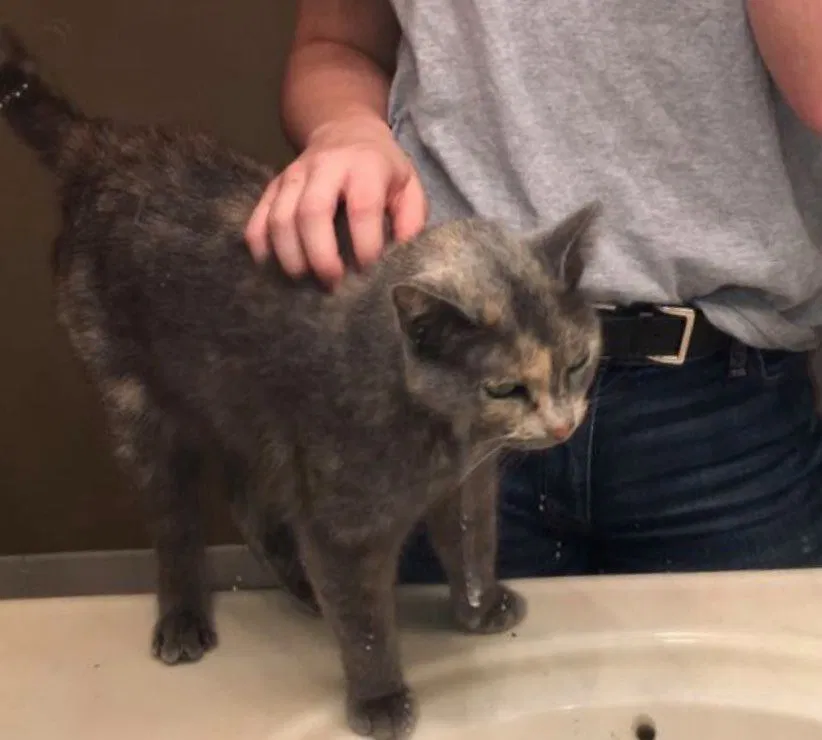 Lost cat in Blue Springs, MO, 64015