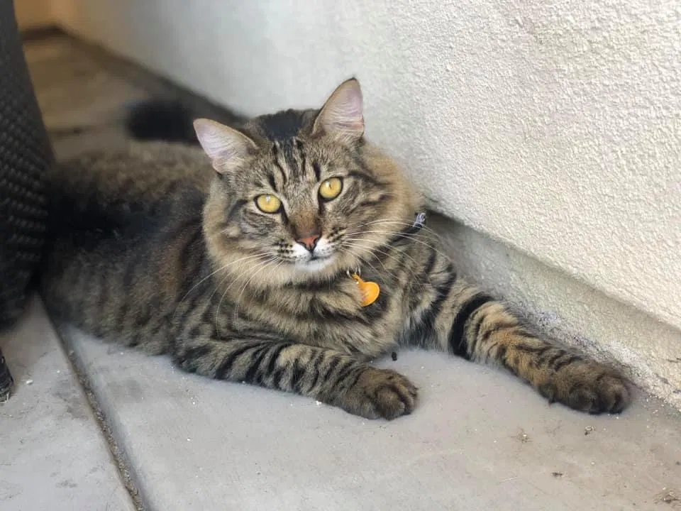 Lost cat in Camarillo, CA, 93012