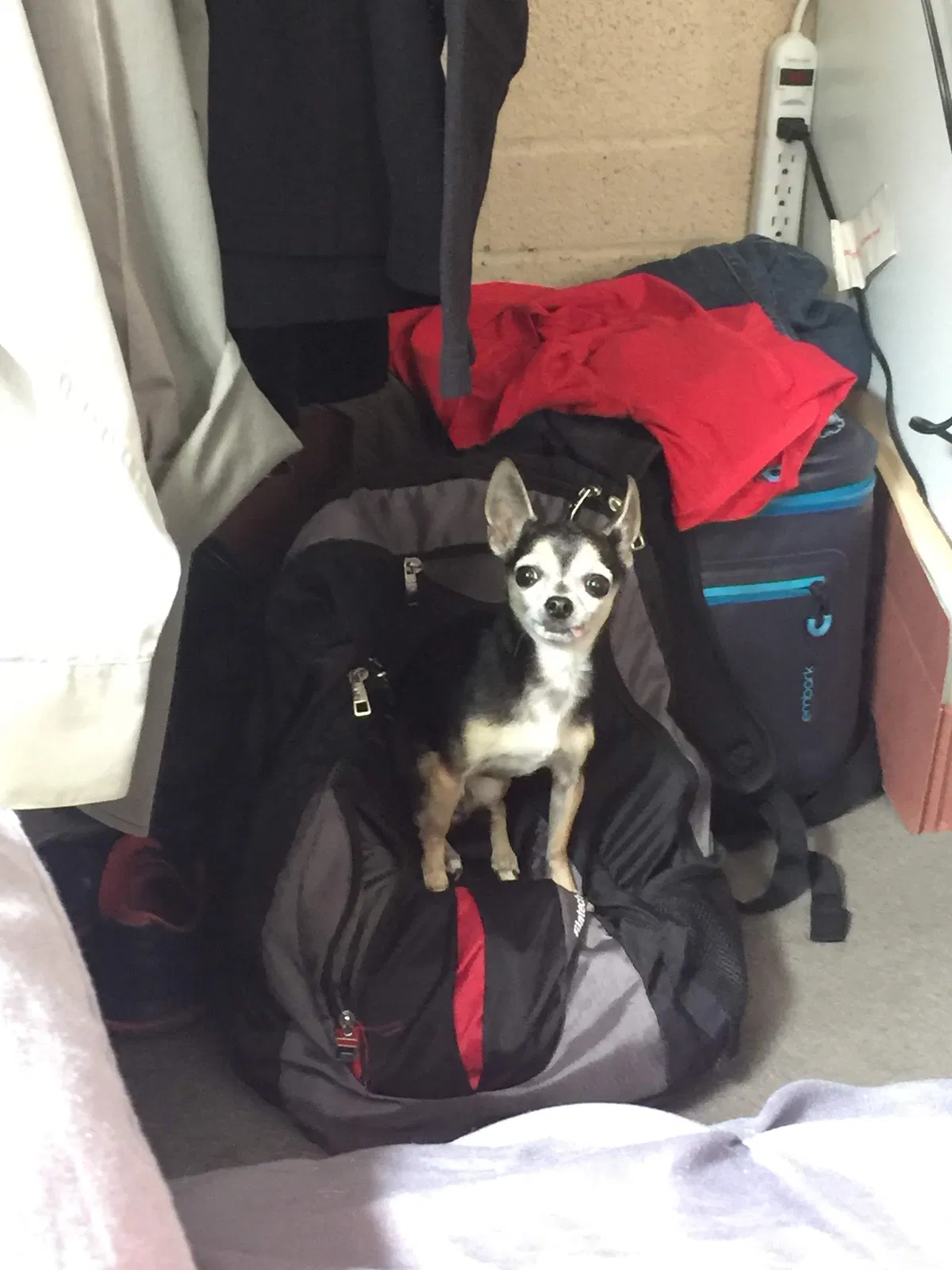 Lost dog in Wilmington, CA, 90744