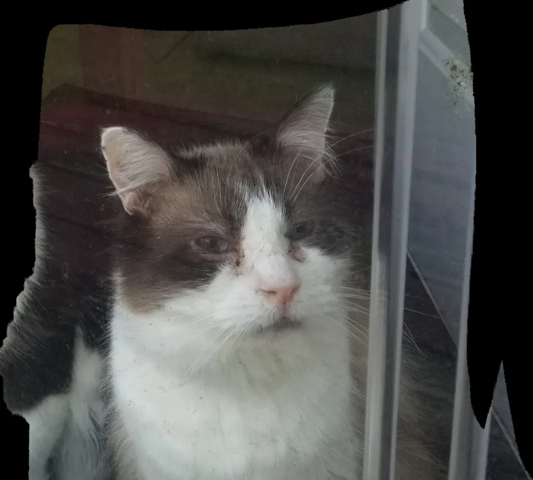 Lost cat in Virginia Beach, VA, 23453