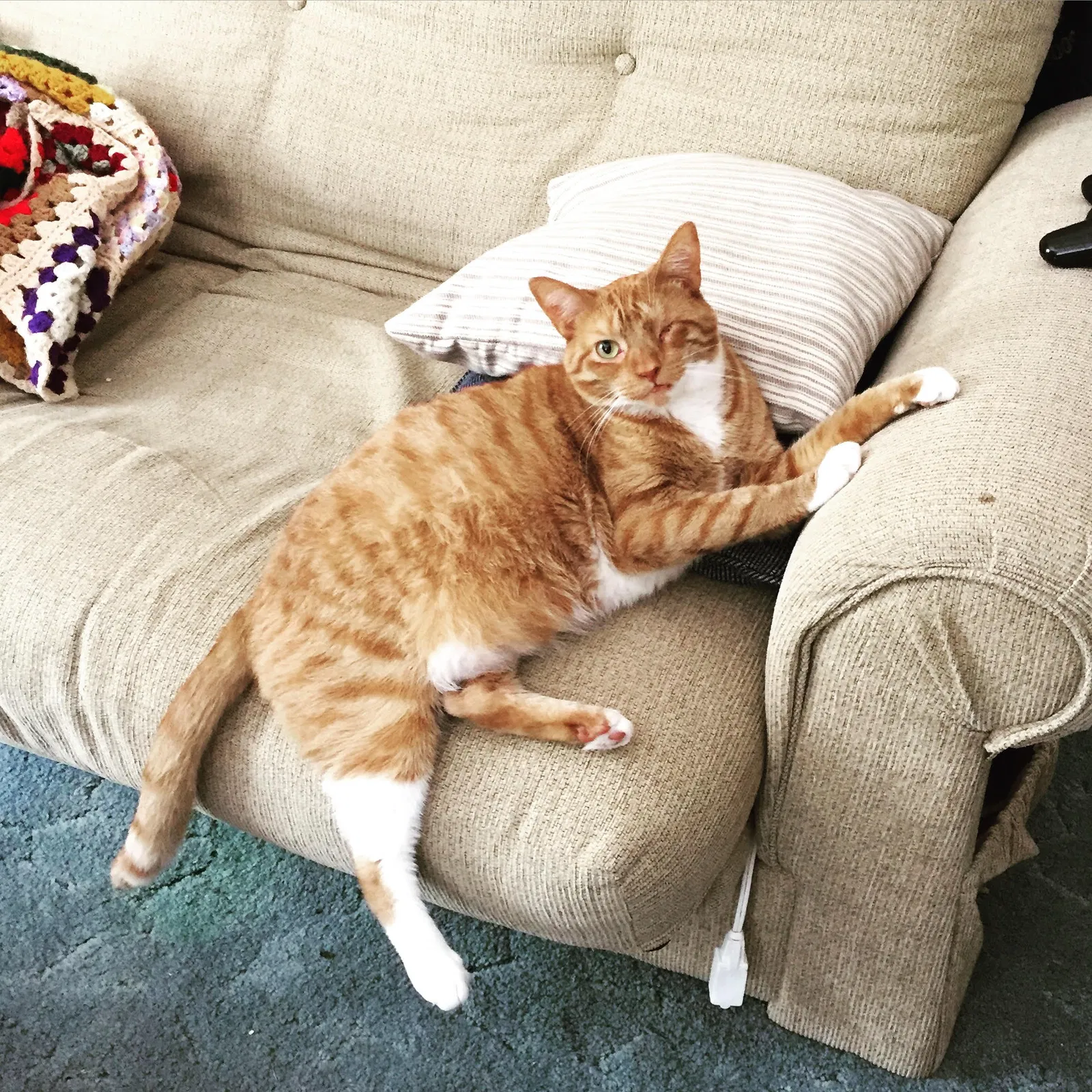 Lost cat in Ardmore, PA, 19003