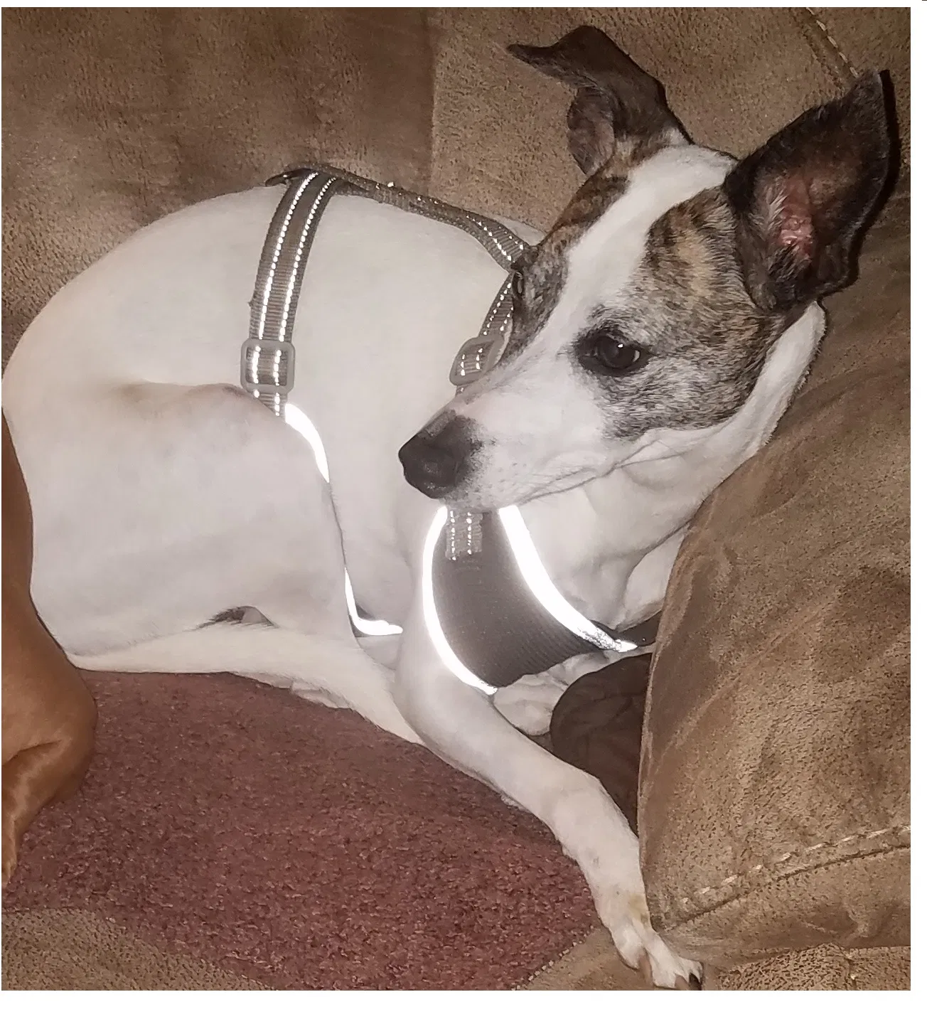 Lost dog in Tallahassee, FL, 32317