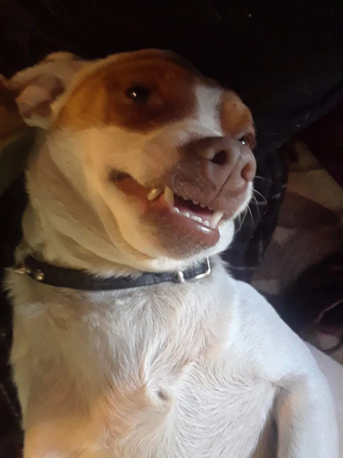 Lost dog in Concord, CA, 94520