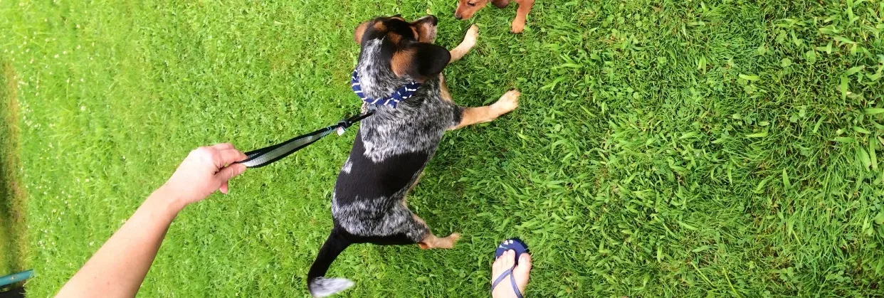 Lost dog in Wheeling, WV, 26003