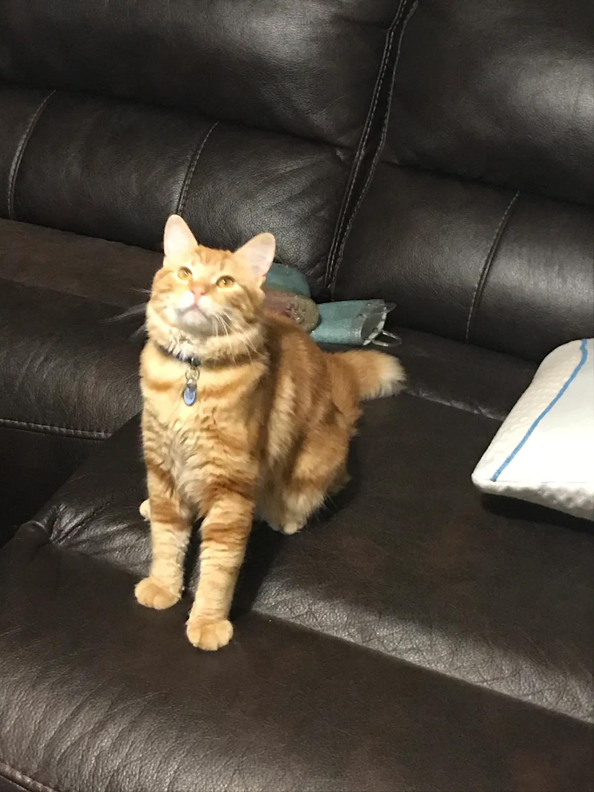 Lost cat in Katy, TX, 77449