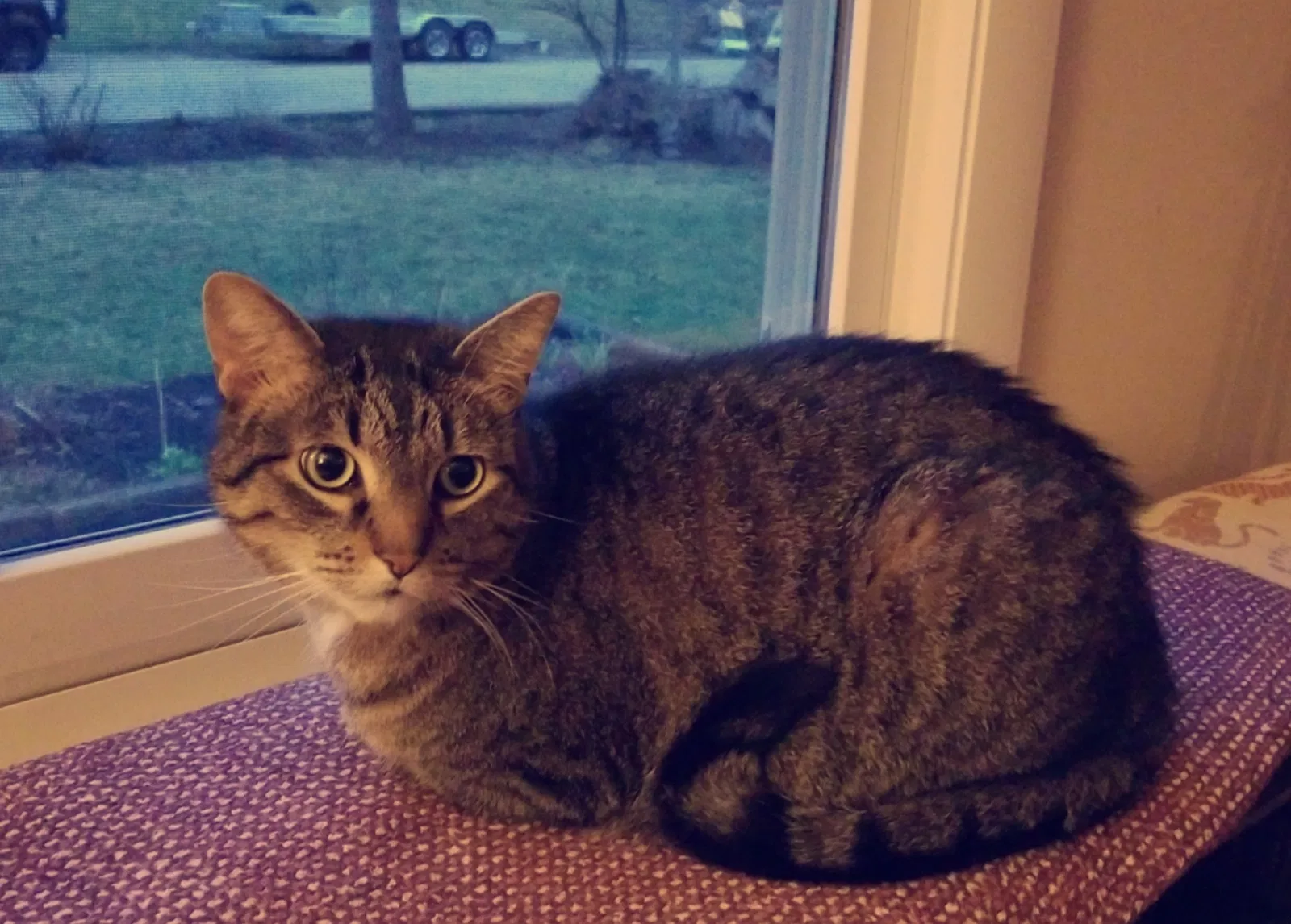 Lost cat in Fox River Grove, IL, 60021