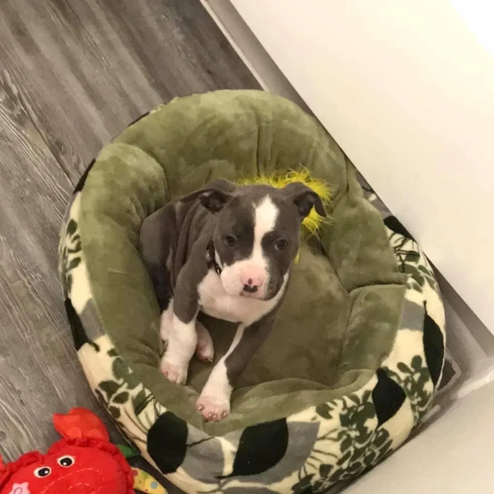 Lost dog in Bedford, TX, 76022