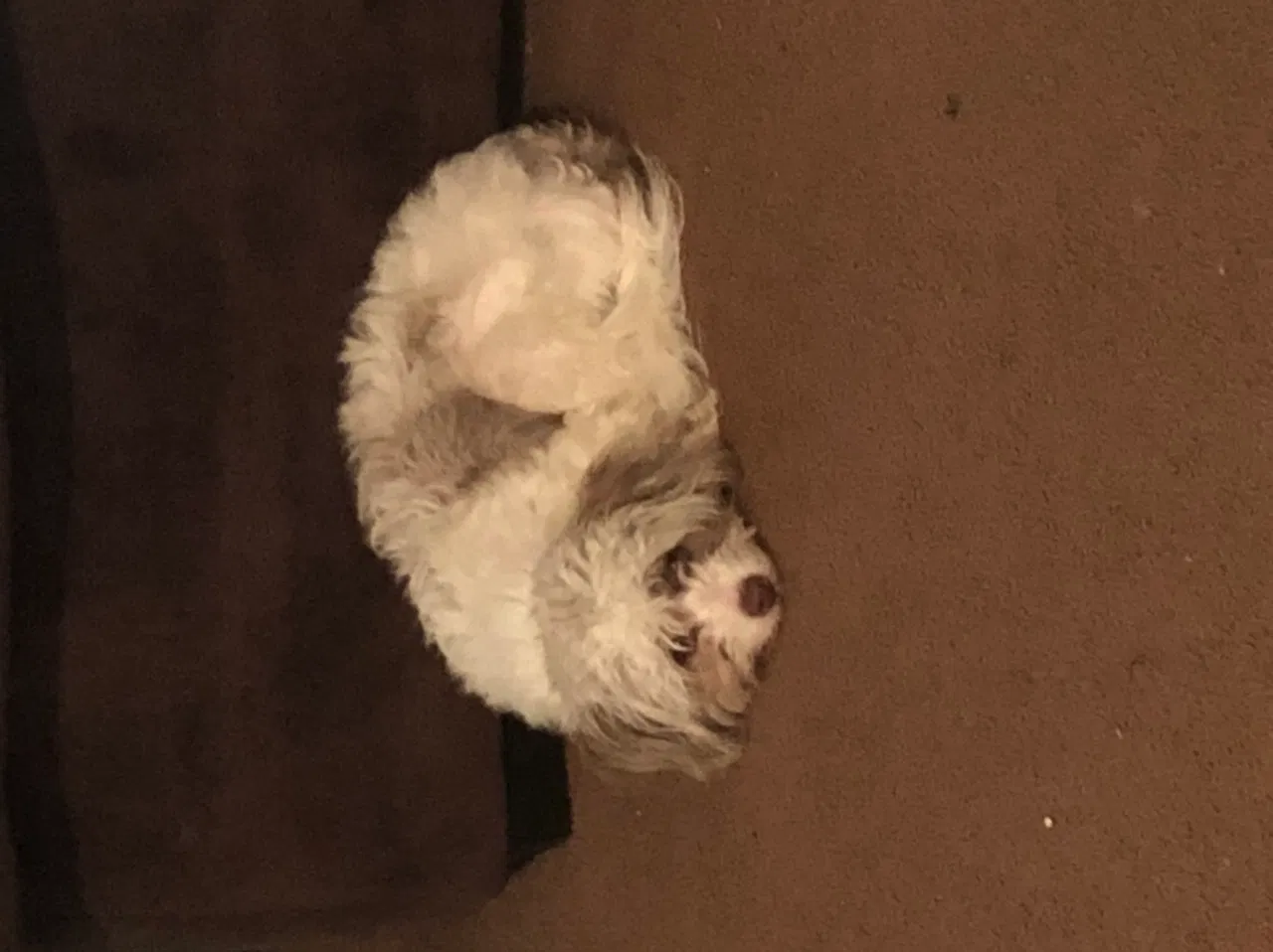 Lost dog in Cleveland, OH, 44125