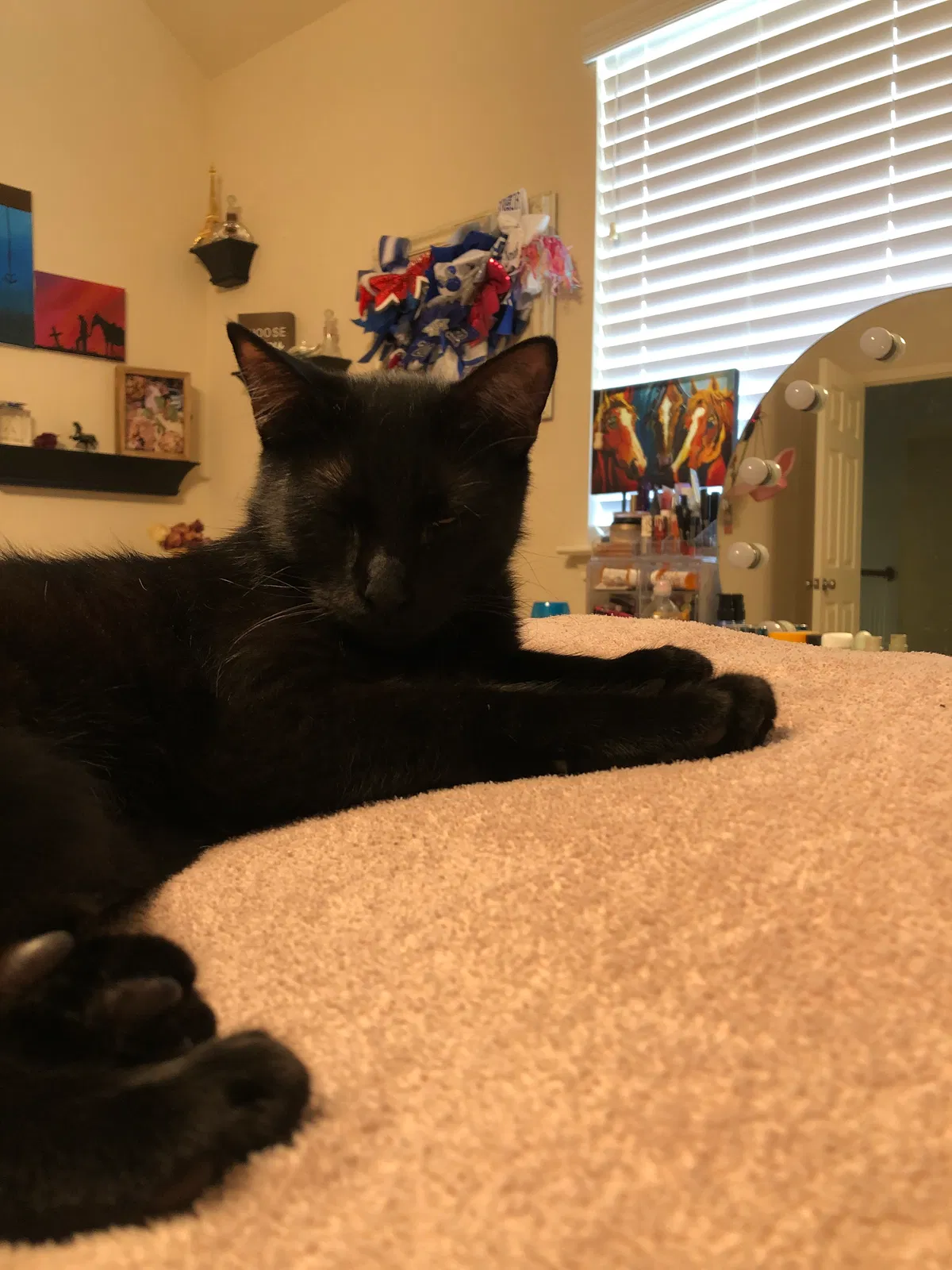 Lost cat in Fort Worth, TX, 76108