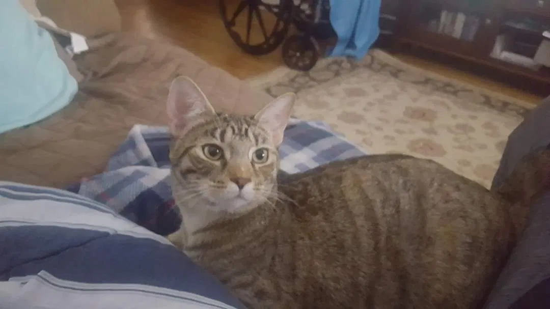 Lost cat in Lakewood, OH, 44107