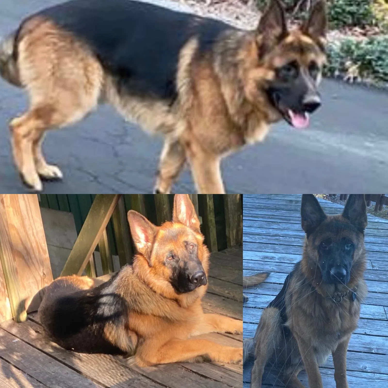 Lost dog in Stone Mountain, GA, 30088