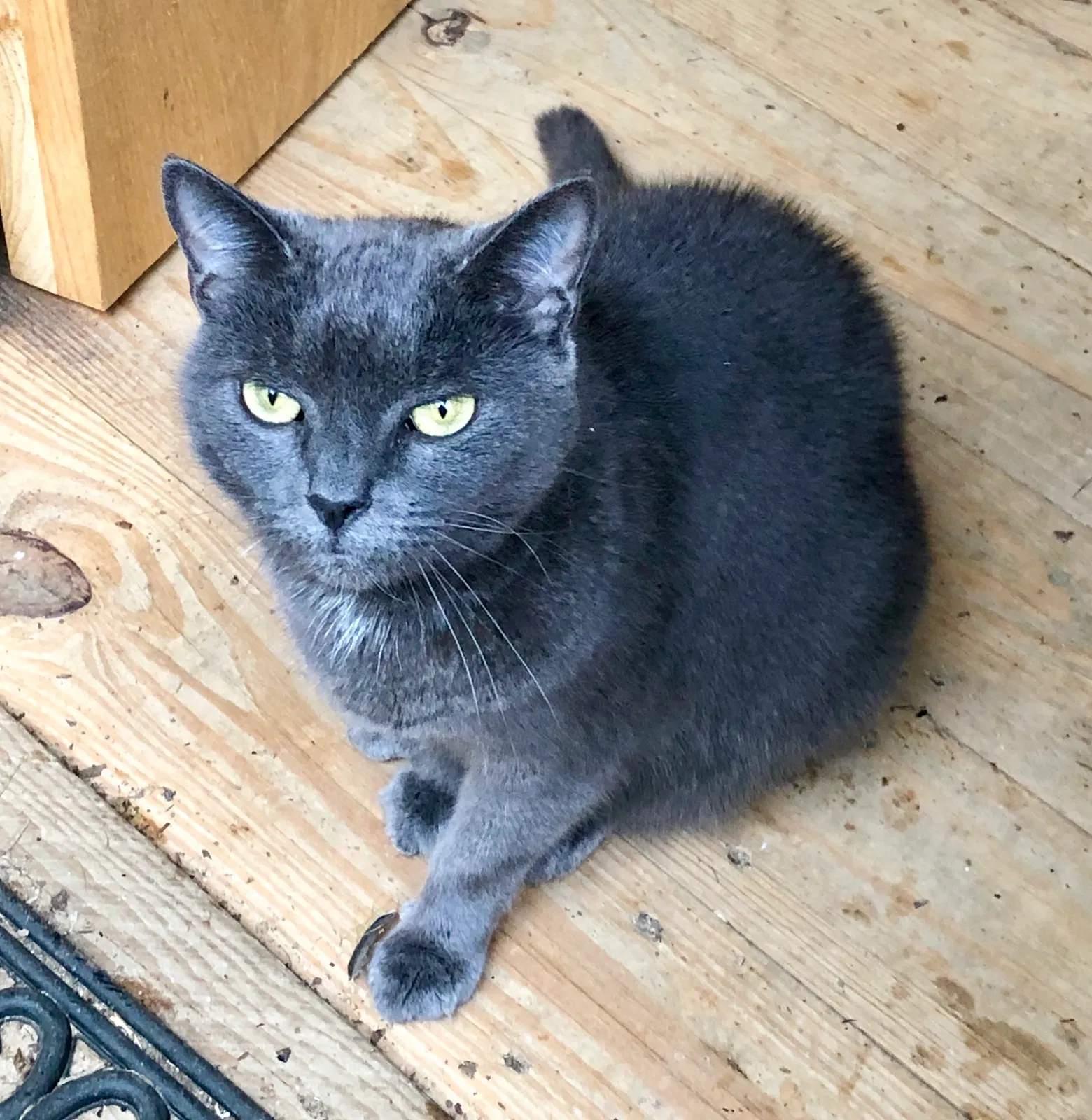 Lost cat in Thomaston, CT, 6787