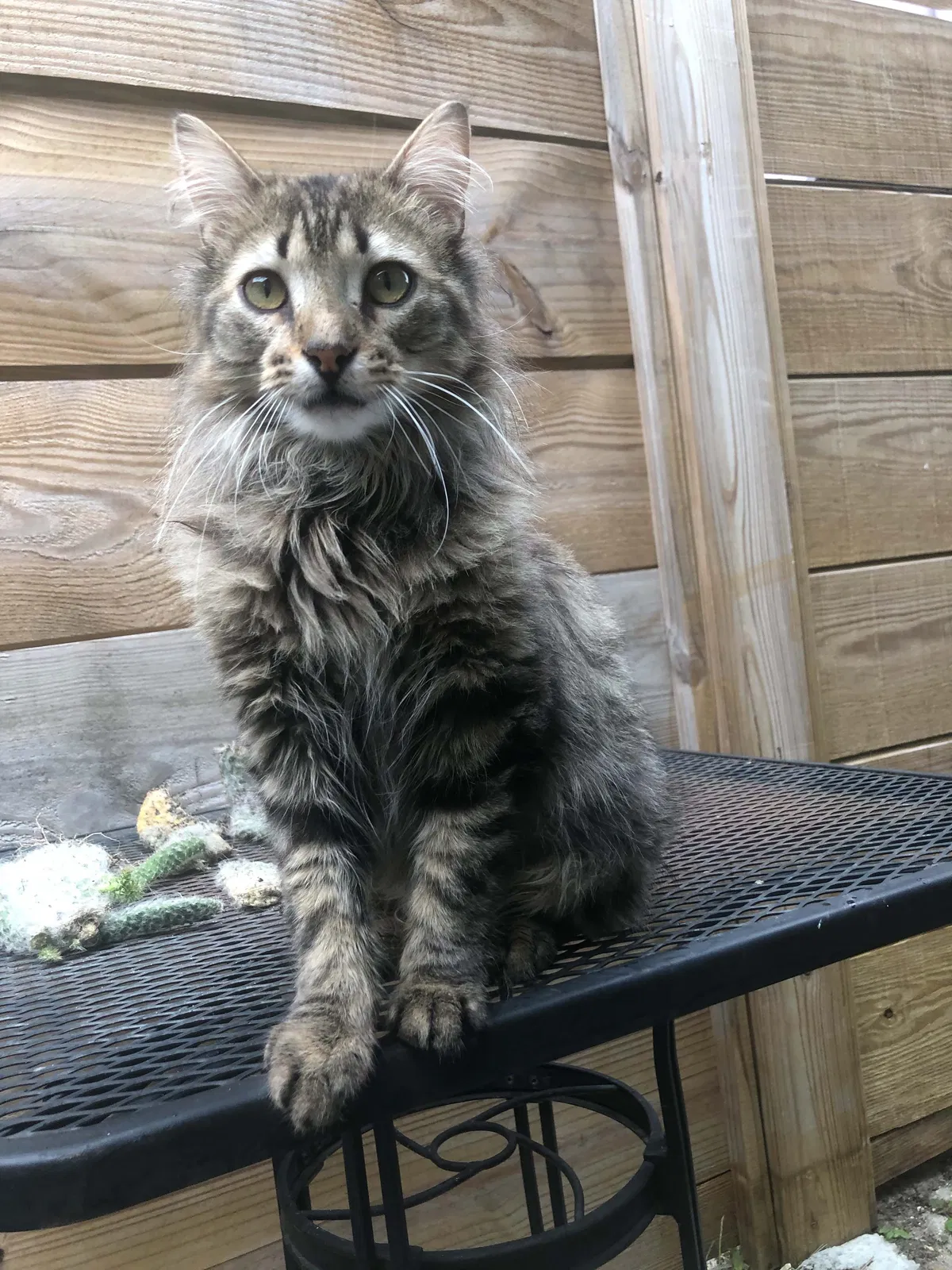 Lost cat in New Orleans, LA, 70117