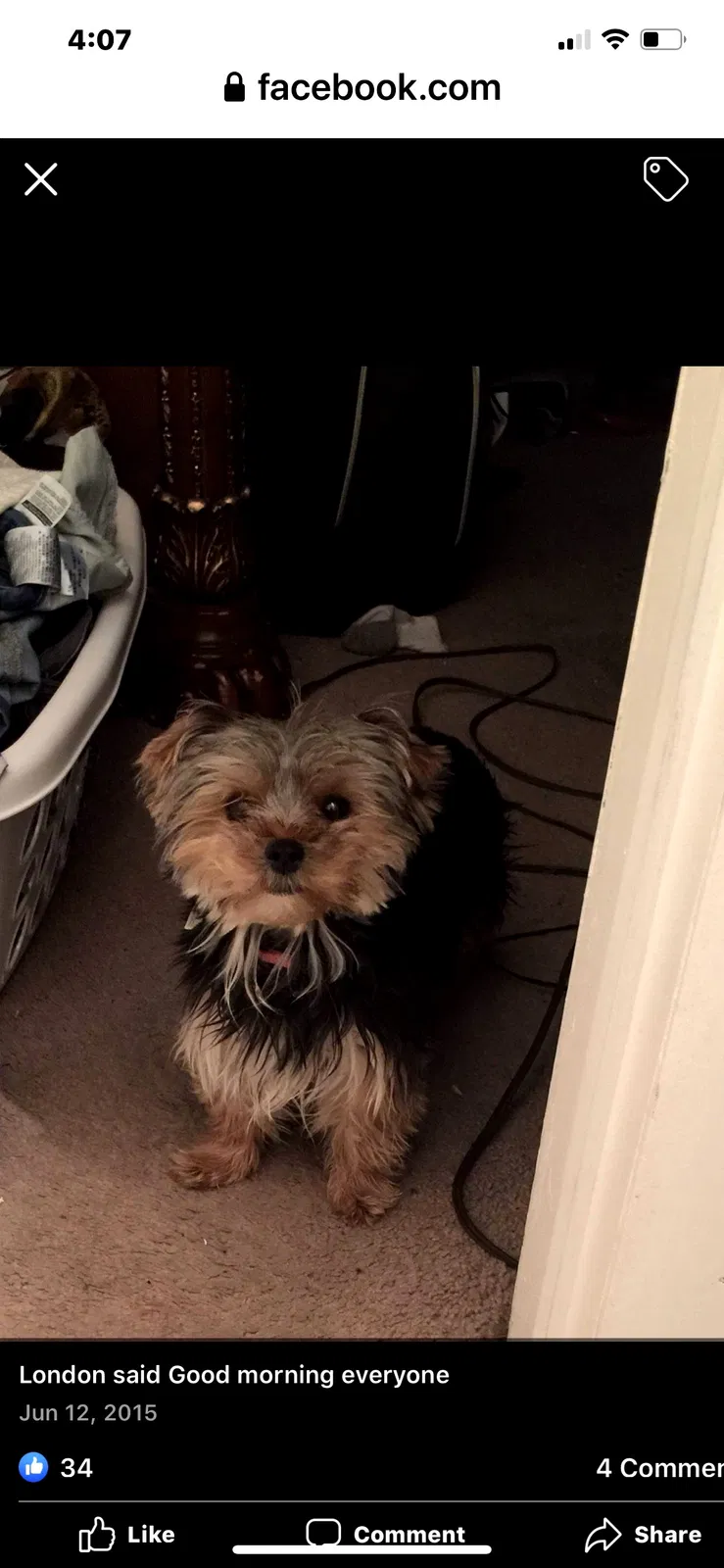Lost dog in Dundee, FL, 33838