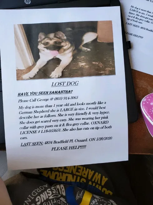 Lost dog in Oxnard, CA, 93033