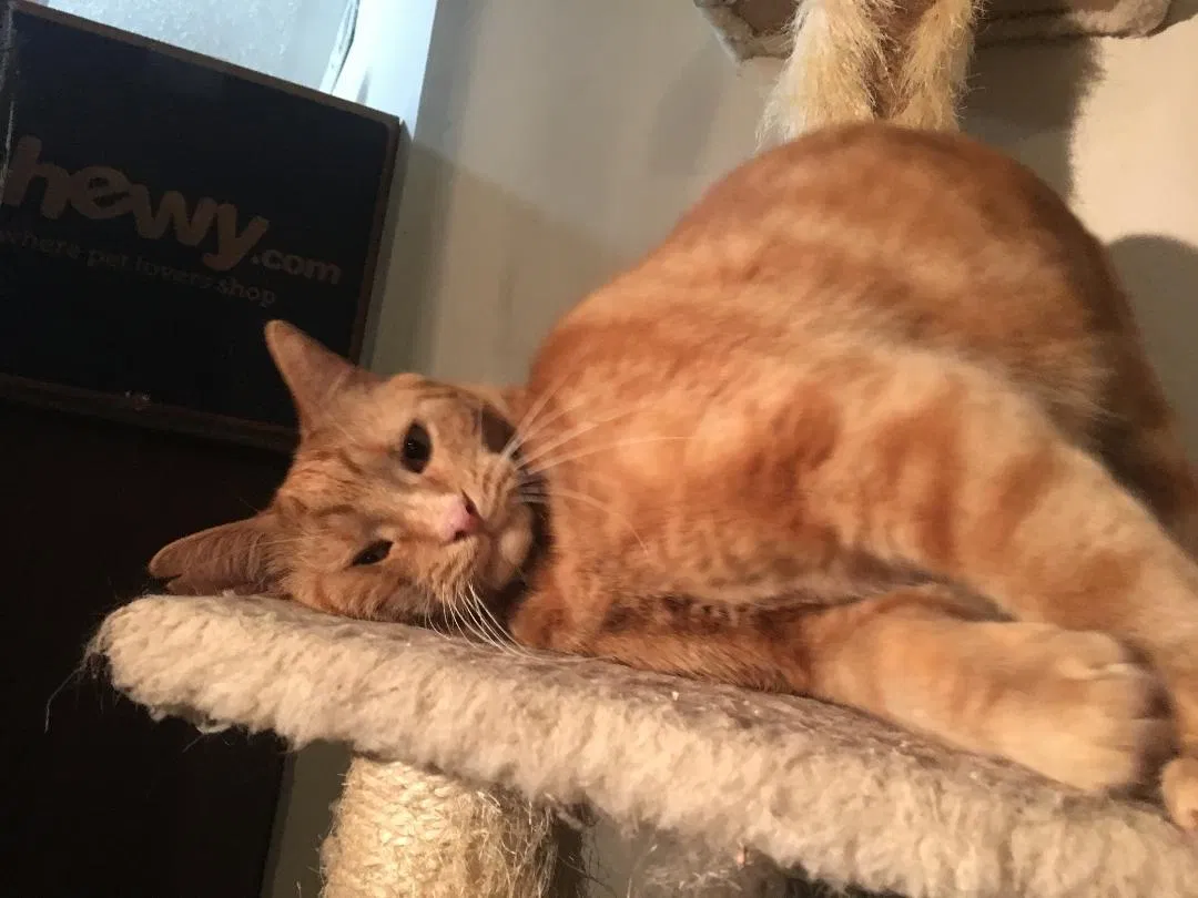Lost cat in Fulton, NY, 13069