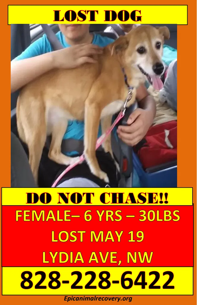 Lost dog in Valdese, NC, 28690
