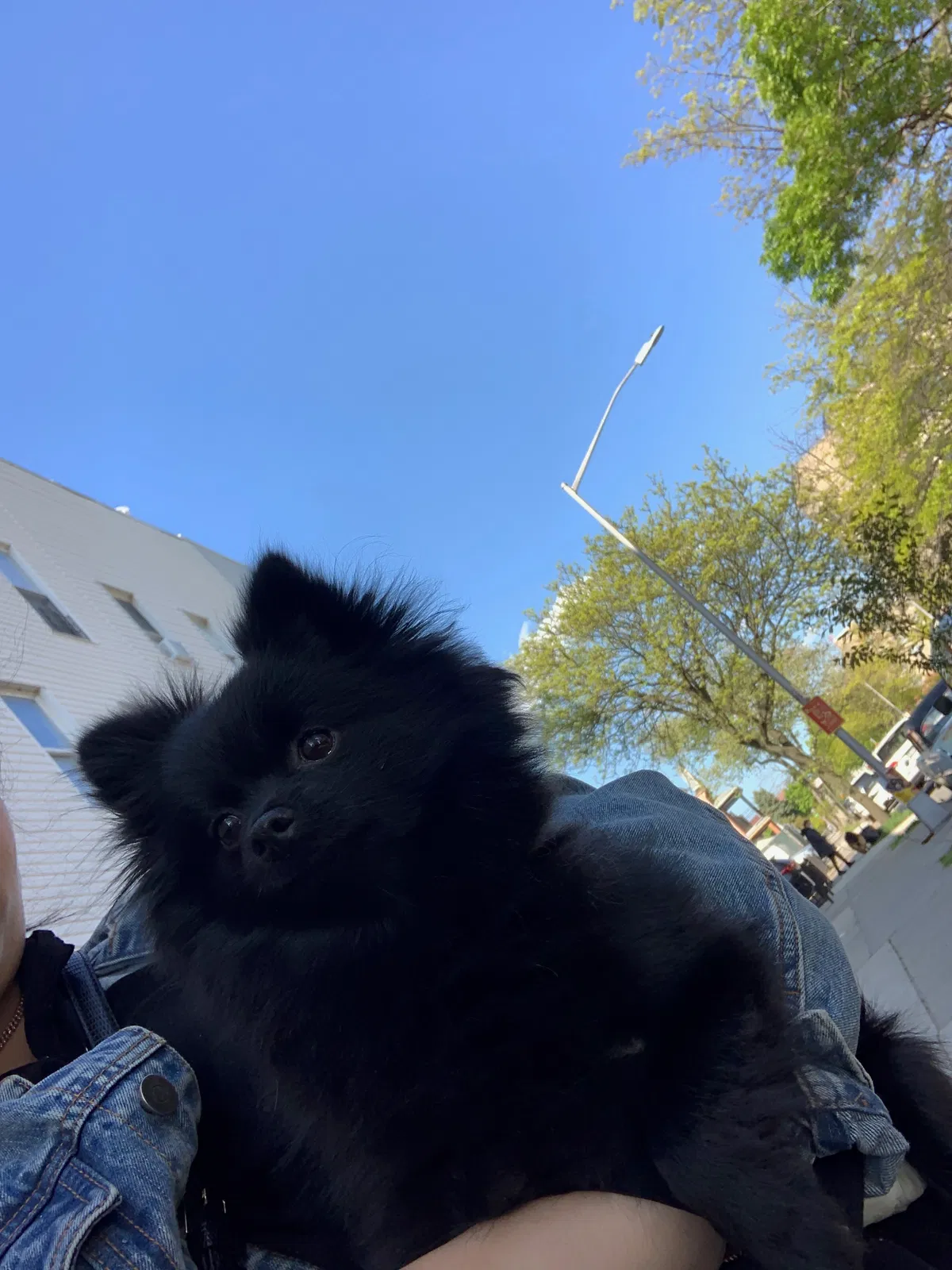 Lost dog in Brooklyn, NY, 11226