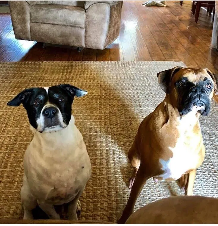 Lost dog in Lafayette, LA, 70508