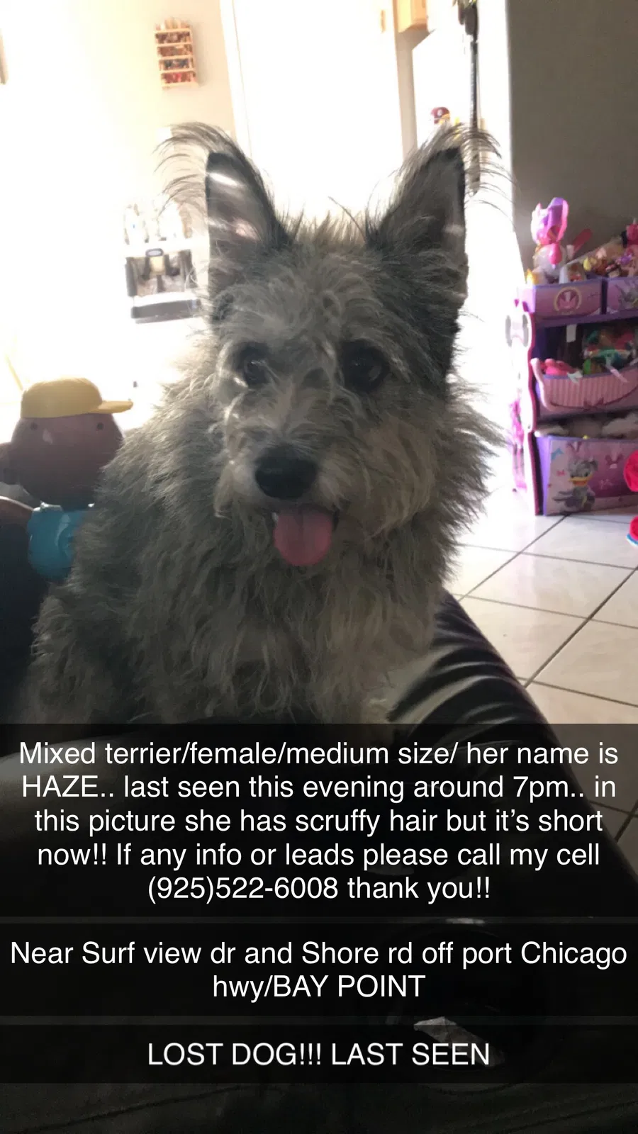 Lost dog in Pittsburg, CA, 94565